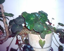 house plant1.JPG