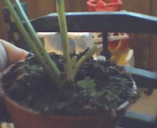 Venus flytrap 4.jpg