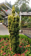 Fat-needles-yellow-margins_StanleyPark_Cutler_20180822_135357.jpg