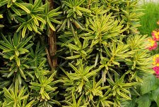 Fat-needles-yellow-margins_StanleyPark_Cutler_20180822_135647.jpg