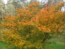 IMG_3897_1.JPG