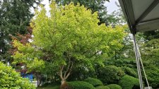 Acer-cissifolium_PNE-JapaneseGarden_Cutler_20190823_174904.jpg