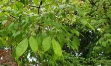 Acer-cissifolium_PNE-JapaneseGarden_Cutler_20190823_174928.jpg