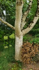 Acer-cissifolium_PNE-JapaneseGarden_Cutler_20190823_175039.jpg