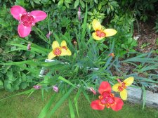 IMG_1084.JPG