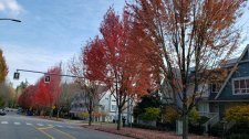 AcerXfreemanii_6800BlkBeresford_Cutler_20191014_142906.jpg