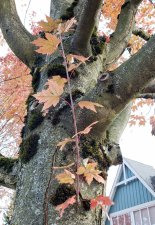 AcerXfreemanii_6800BlkBeresford_Cutler_20191014_142952.jpg