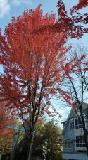 AcerXfreemanii_6800BlkBeresford_Cutler_20191014_143138.jpg