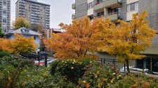 AcerSango-kaku_1414Barclay_Cutler_20191019_150015.jpg