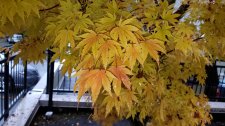 AcerSango-kaku_1414Barclay_Cutler_20191019_150203.jpg