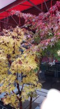 AcerSango-kaku_RedUmbrella-DavieBidwell_Cutler_20191019_153137.jpg