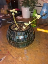 IMG_6449.jpeg