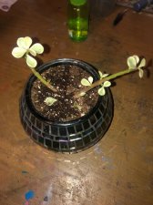 IMG_6450.jpeg