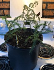 pine saplings 1.jpg
