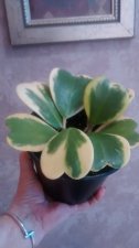 IMG_20200118_114553460.jpg
