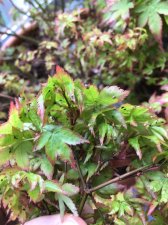 IMG_1617.jpeg