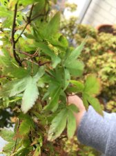 IMG_1616.jpeg