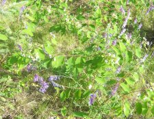 dogbane-hairy-vetch.jpg