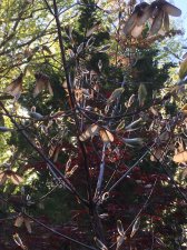 905503D3-499A-4CAA-BE0D-D9D92D8A0CC6.jpeg
