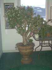 winter2007 008.jpg