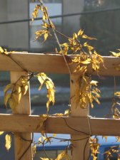 jasmin-01.jpg