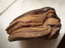 seed pod 001.jpg