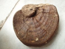 seed pod 002.jpg
