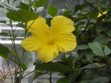 yellow hibiscus.jpg