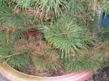blackpine2.JPG