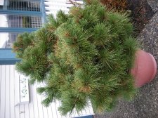 blackpine3.JPG