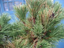 blackpine4.JPG