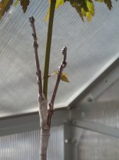 Grafts 2007 026.jpg