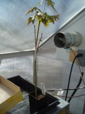Maple Standard 2007 2.jpg
