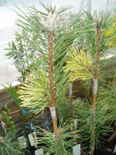 Grafts 2007 015.jpg