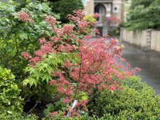 6CAA1616-98EE-42C2-84A8-8D8A79EBE2F6.jpeg