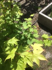Unknown-maple-2.jpg