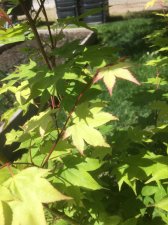 Unknown-maple-3.jpg