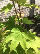 Unknown-maple-4.jpg