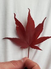 20200527_183225.jpg