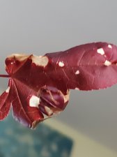 20200527_183404.jpg
