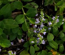 085-forb-edit-crop.jpg