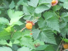 Rubus spectabilis - salmonberry.JPG