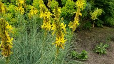 Asphodeline-lutea_StanleyPark-LowerRoseGarden_Cutler_20200522_152938.jpg