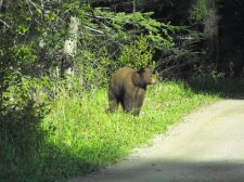 bear on the road.JPG