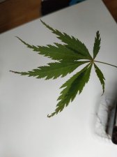 IMG_20200611_100638.jpg