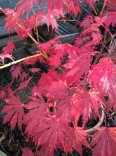 IMG_20191008_161718063.jpg