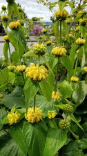 Phlomis-russeliana_AlexandraPark_Cutler_20200610_141741.jpg