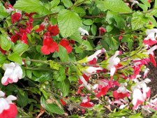 SalviaHotLips_ComoxGilford_Cutler_20200611_150624.jpg