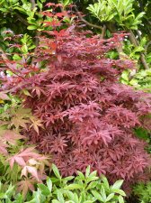 Skeeters broom 20.JPG