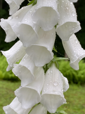 7ED8F00E-0E81-43BA-B7E1-F23F66BF2B8A.png